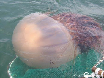 '3m' 대형 해파리, 부산 해수욕장 출몰…39명 쏘여