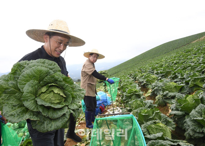 [포토]기획재정부, 배추 생육사태 점검