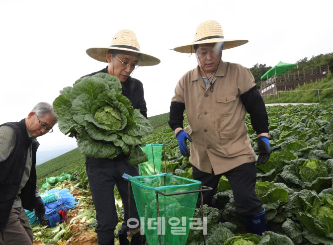 [포토]고랭지 배추밭에서 배추 생육사태 점검