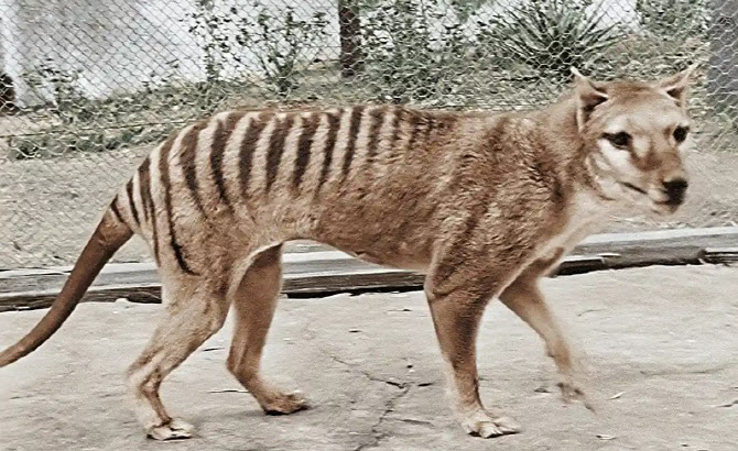 멸종동물 '태즈메이니아 호랑이', 90년만에 되살린다