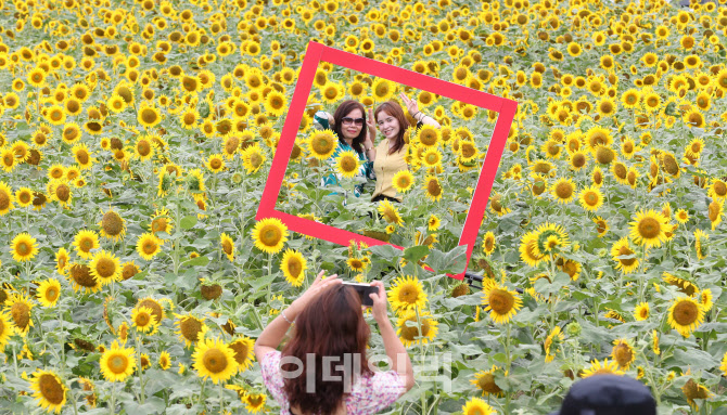 [포토]해바라기가 이렇게나