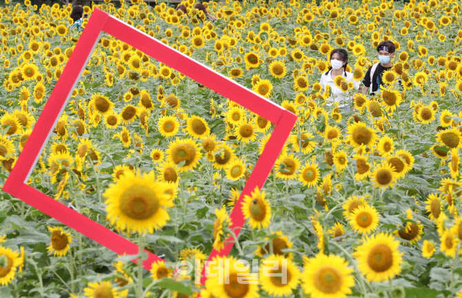 [포토]태양의 꽃밭