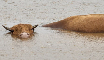 "살려주이소…" 제주 폭우에 고립된 소, 목숨 구했다