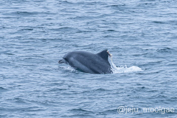 "학대행위입니다!" 우영우는 반대한 돌고래 관광에 몰리는 관광객