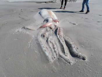 4m 넘는 대왕오징어 사체, 뉴질랜드서 발견