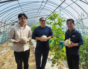 김포시, 멜론 재배기술 확립…농가소득 기대