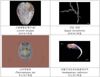 "25일 독도의 날, 울릉도ㆍ독도서 13종 멸종위기종 발견"