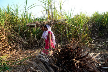 인도, 설탕 수출 제한 1년 연장 결정