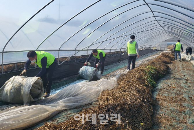 [포토] 농촌일손돕기 나선 농협상호금융 임직원