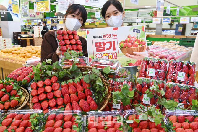[포토] 농협유통, 겨울 햇 딸기 출하