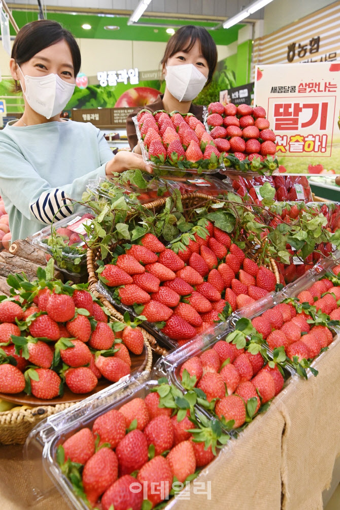 [포토] 겨울 대표 과일 햇 딸기 출하