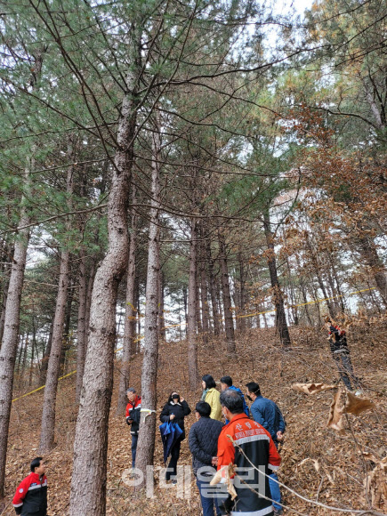 산림청, 강원 철원서 잣나무 2그루 재선충병 감염 확인