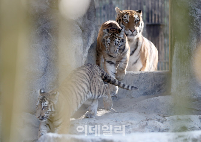 [포토]어미와 함께 나들이 나오는 아기호랑이 '해랑·파랑·사랑'