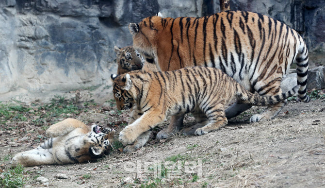 [포토]서울대공원, 새끼호랑이 삼둥이 첫 공개