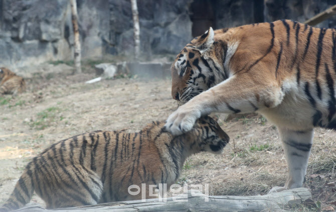 [포토]서울대공원, 국제혈통서 갖춘 시베리아 아기호랑이 삼둥이 첫 공개