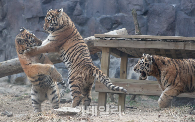 [포토]장난치는 호랑이들
