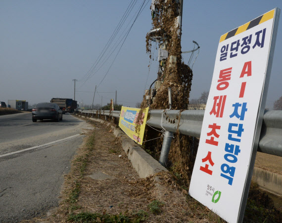 충북 충주 육용오리 농장서 고병원성 AI 확진…올해 12번째