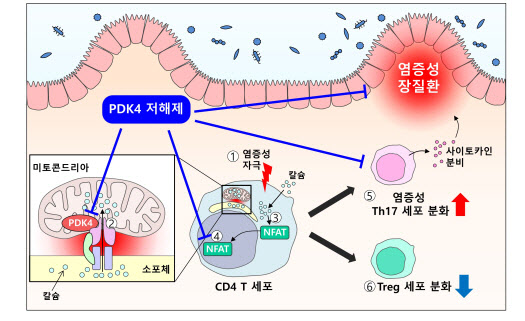 미토콘드리아 기능 조절을 통한 염증성 장 질환 새로운 치료법 제시