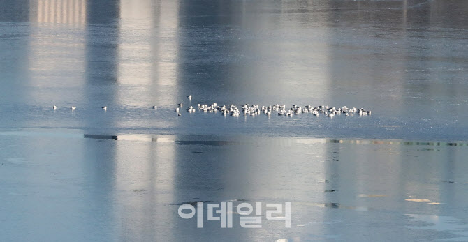 [포토]얼음 위에서 휴식하는 새들