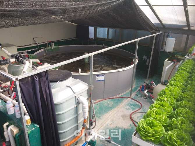경기도, 김포 동자개·이천 뱀장어 양식장에 '아쿠아포닉스' 도입