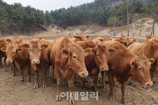 경기도, 한우 유전정보 활용 개체수 조정…가격 폭락 대응