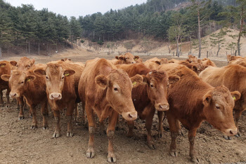 경기도, 한우 유전정보 활용 개체수 조정…가격 폭락 대응