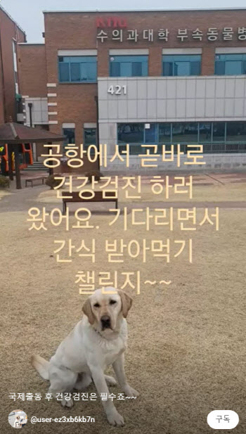 "앞발 베여 피가"..부상투혼 토백이, 신발 안 신기는 이유