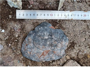 전남 신안서 육식·초식 공룡알 화석 발견.."8000만년전 공존 가능성"