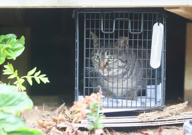 쥐 잡으러 마라도에 온 고양이들…'천연기념물 위협' 대거 이주