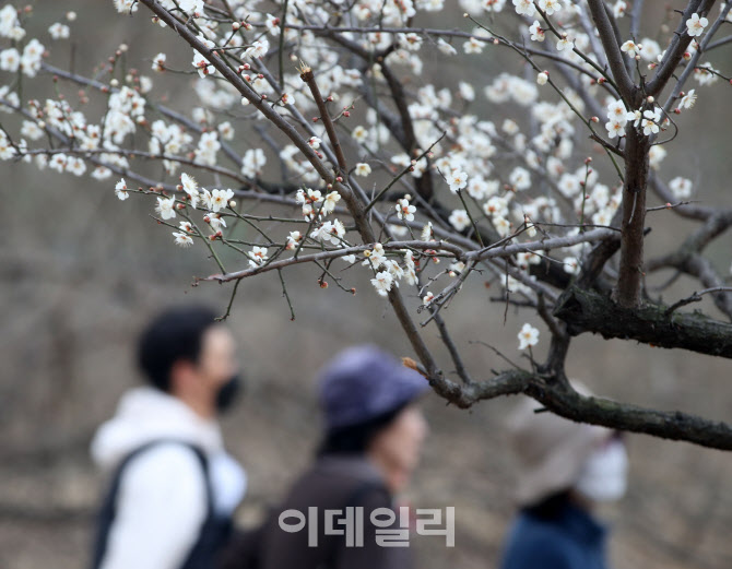 [포토] 서울 성동구 청계천변 매화 만개