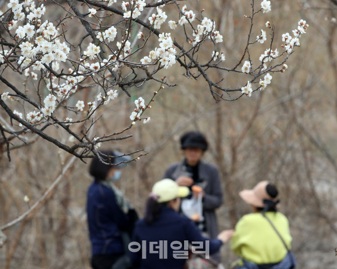 [포토] 매화와 함께 찾아온 봄