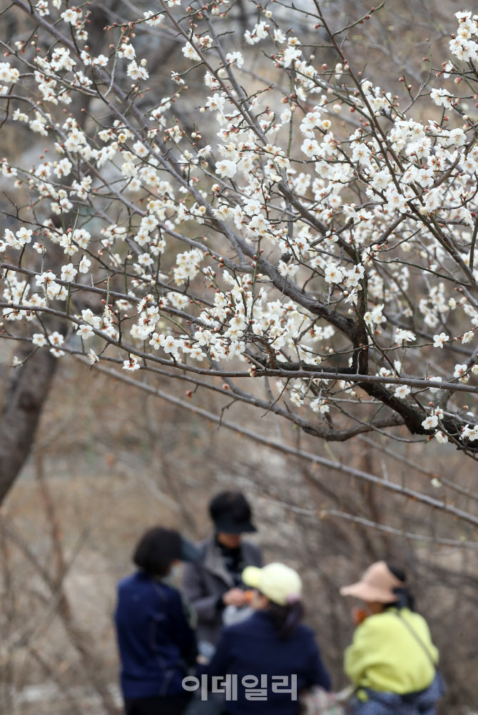 [포토] 청계천변 매화 만개