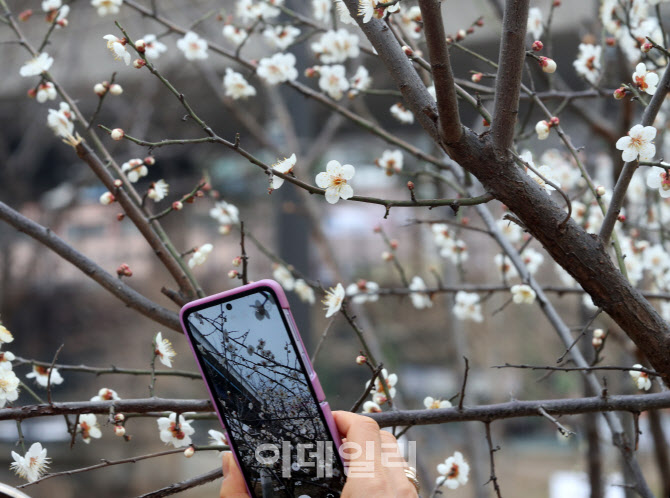 [포토] 휴대폰에 저장하는 봄 꽃