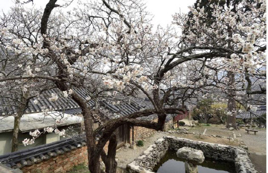 "봄꽃 향기 물씬"…천연기념물 매화나무 만개했다