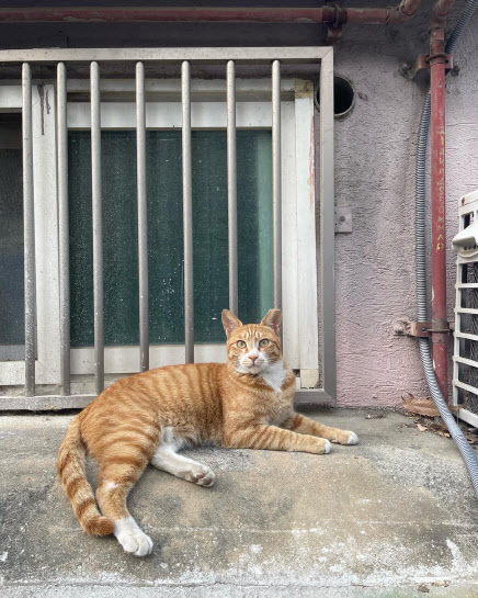 서울시, 매월 셋째 주 일요일 '길고양이 중성화의날' 개최