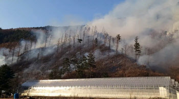 평창 '산불 1단계' 발령…강풍 진화 어려움