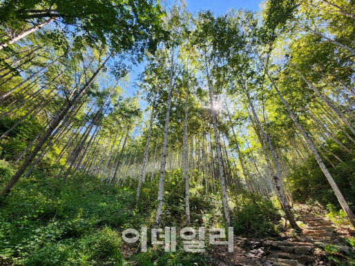 대한민국 최고의 명품숲길은 '강원 인제의 자작나무숲'