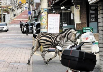 “부모 잃고 반항”…동물원 탈출 얼룩말, 여친 붙여준다