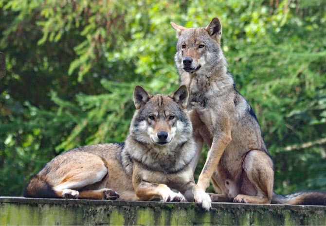 英 동물원, 우두머리 죽자 나머지 늑대들 안락사…“이상행동 때문”