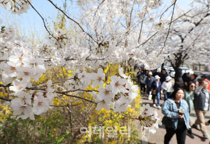 이른 벚꽃 '만개'…여의도·석촌 '상춘객' 가득[사회in]