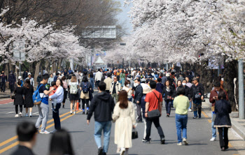 "벚꽃엔딩 아니죠, 벚꽃 시작이죠" 여의도에 구름인파 몰렸다