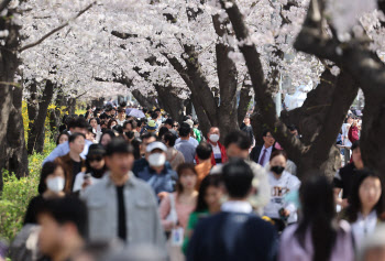 벚꽃반 사람반…이른 만개에 축제 전부터 상춘객 '인산인해'