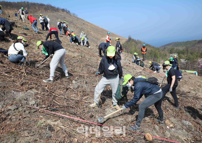 [포토]'다시 건강한 숲이 되도록 나무 심는 신혼부부들'