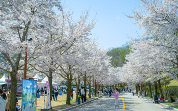소노인터내셔널, '2023 비발디파크 벚꽃로드' 개최