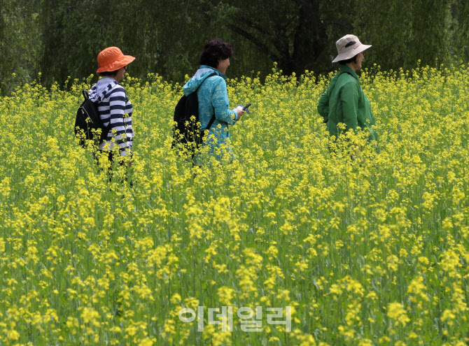 [포토] 반포한강공원 유채꽃 축제