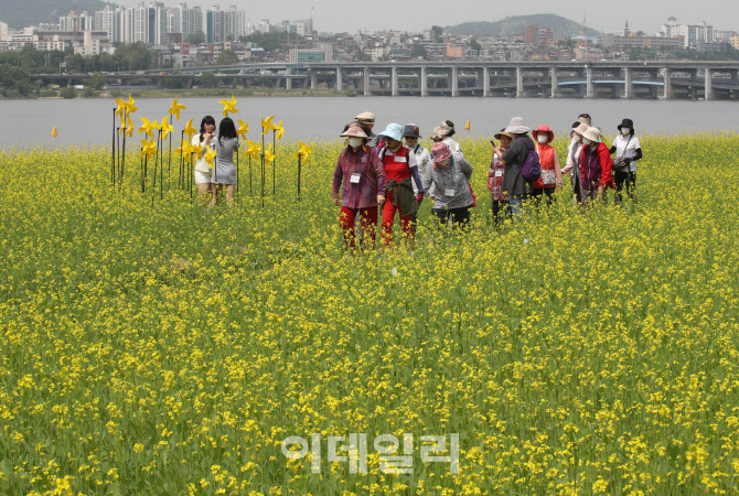 [포토] 4년 만에 개장한 서래섬 유채꽃 축제