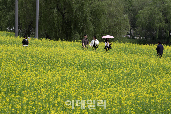 [포토] 반포 유채꽃