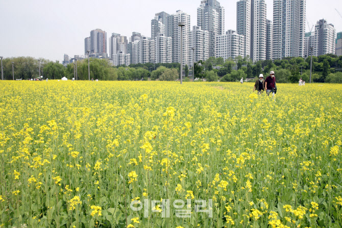 [포토] 반포 유채꽃