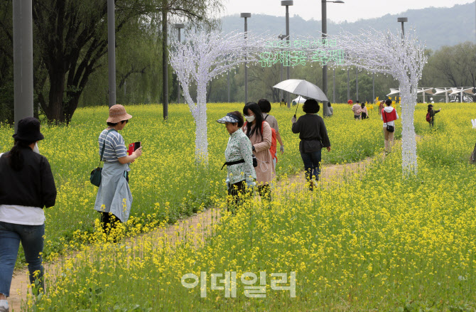 [포토] 서래섬 유채꽃 축제