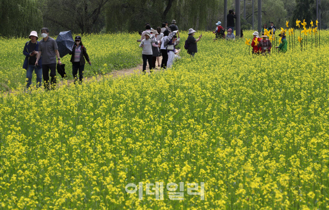 [포토] 유채꽃 사이로 산책하는 시민들